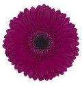 ΖΕΡΜΒΕΡΑ ΜΩΒ εισαγ. GERBERA GR PASSOA